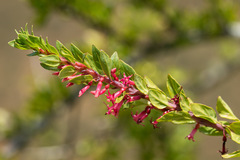Fuchsia lycioides