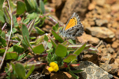 Pseudolucia benyamini