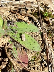 Cicadella
