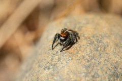 Trydarssus nobilitatus