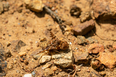 Chrysanthrax arenarius