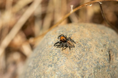 Trydarssus nobilitatus