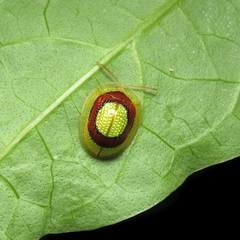 Charidotis consentanea