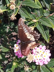 Catasticta nimbice