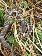 Crotalus molossus nigrescens