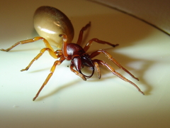 Dysdera