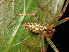 Araneus talipedatus