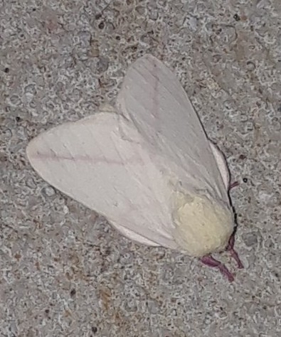 Rosy Maple Moth (Dryocampa rubicunda) · iNaturalist