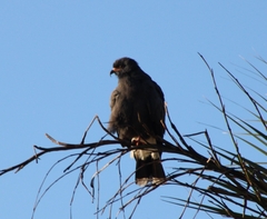 Rostrhamus sociabilis plumbeus