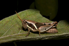 Phaeocatantops solitarius