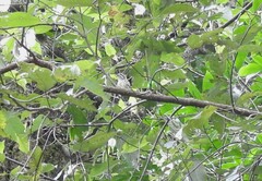 Picumnus innominatus
