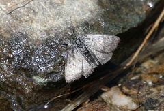 Metaxmeste phrygialis