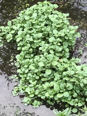 Nasturtium officinale