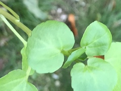 Nasturtium officinale