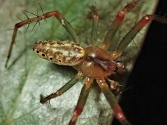Araneus talipedatus