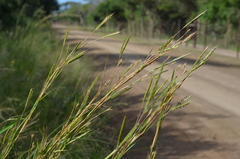 Andropogon gayanus