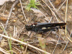 Heteropternis thoracica