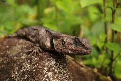 Acanthocercus atricollis