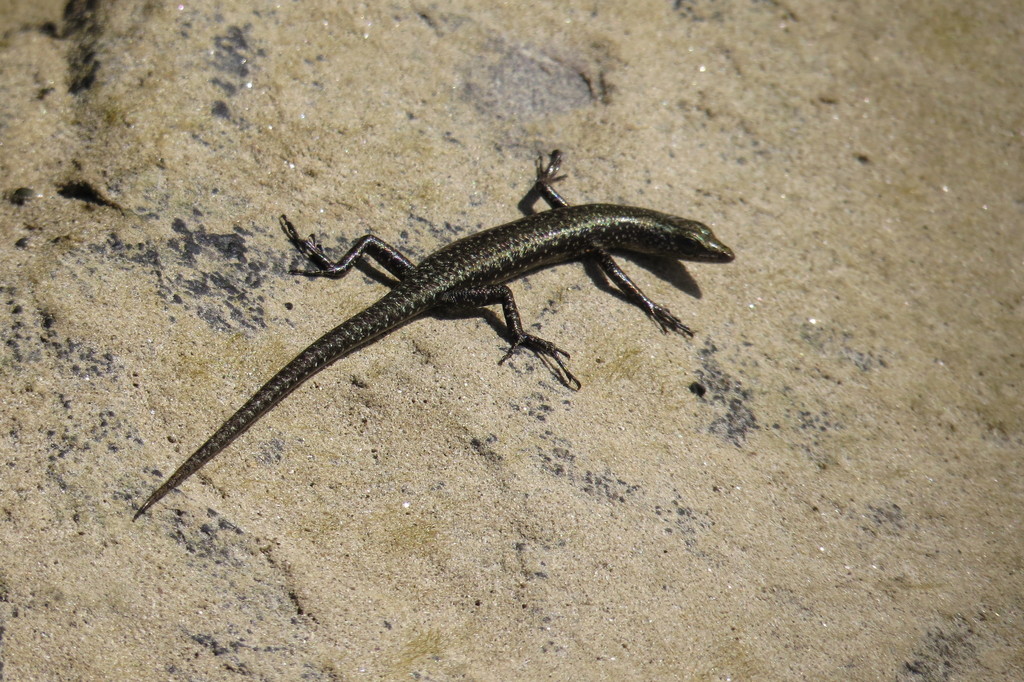 Coastal Snake-eyed Skink