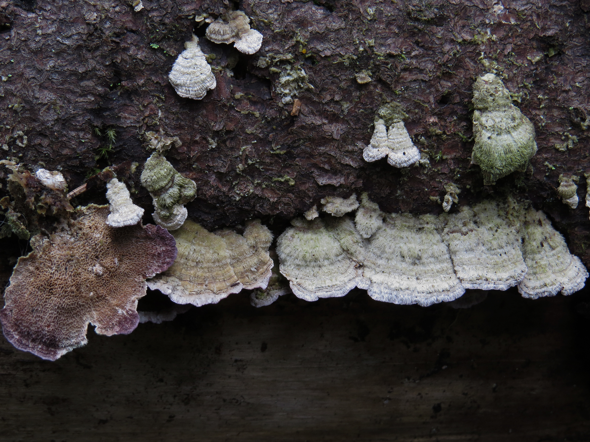 Trichaptum abietinum image