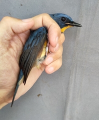 Cyornis magnirostris