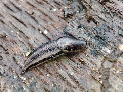 Limax maximus