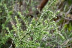 Seriphium cinereum