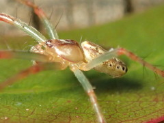 Araneus talipedatus