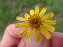 Acmella decumbens