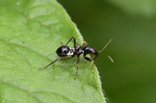 Ant Damselbug, photo 4 of 10