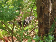 Apalis thoracica capensis