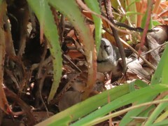 Apalis thoracica capensis