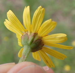 Acmella decumbens