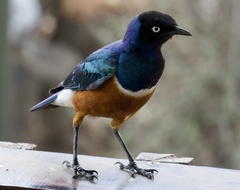 Lamprotornis superbus