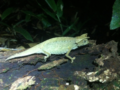 Brookesia superciliaris