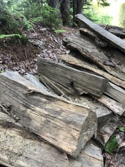 Dolomedes tenebrosus