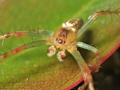Araneus talipedatus