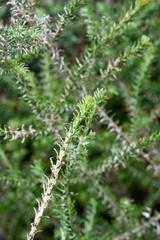 Seriphium cinereum