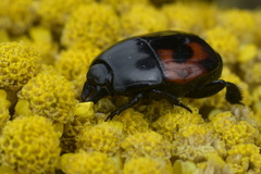 Hister quadrimaculatus
