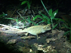 Brookesia superciliaris