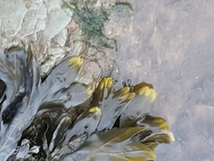Fucus distichus