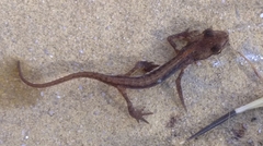 Lissotriton schmidtleri