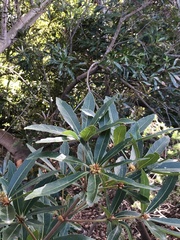 Brabejum stellatifolium