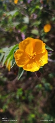 Abutilon grandifolium