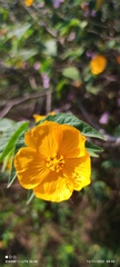 Abutilon grandifolium