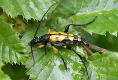 Rutpela maculata