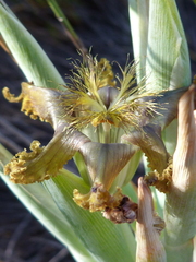 Ferraria divaricata