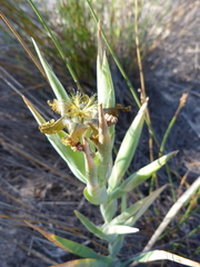 Ferraria divaricata