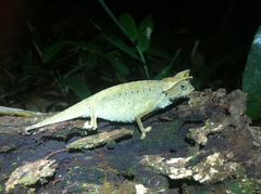 Brookesia superciliaris
