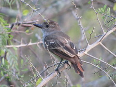 Myiarchus tyrannulus